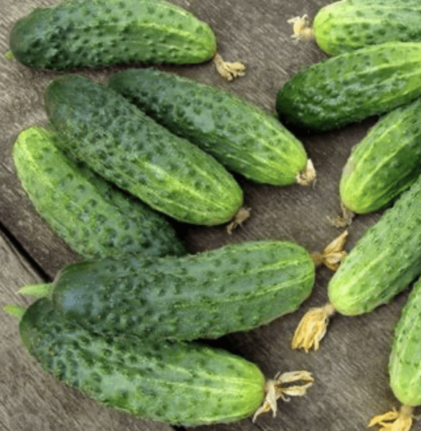 Cucumber - Cornichon (3.25" pot)